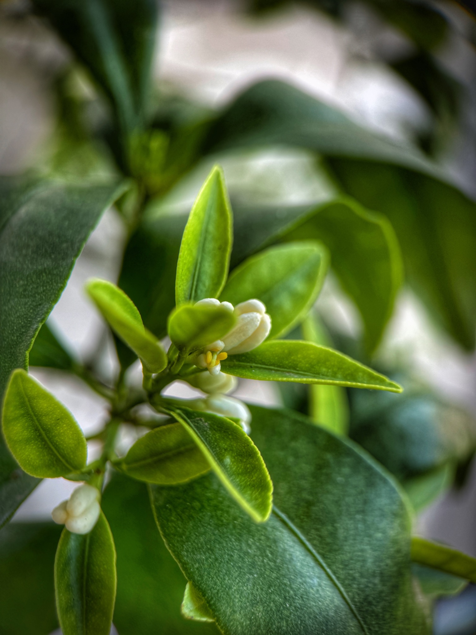Fiore di Kumquat