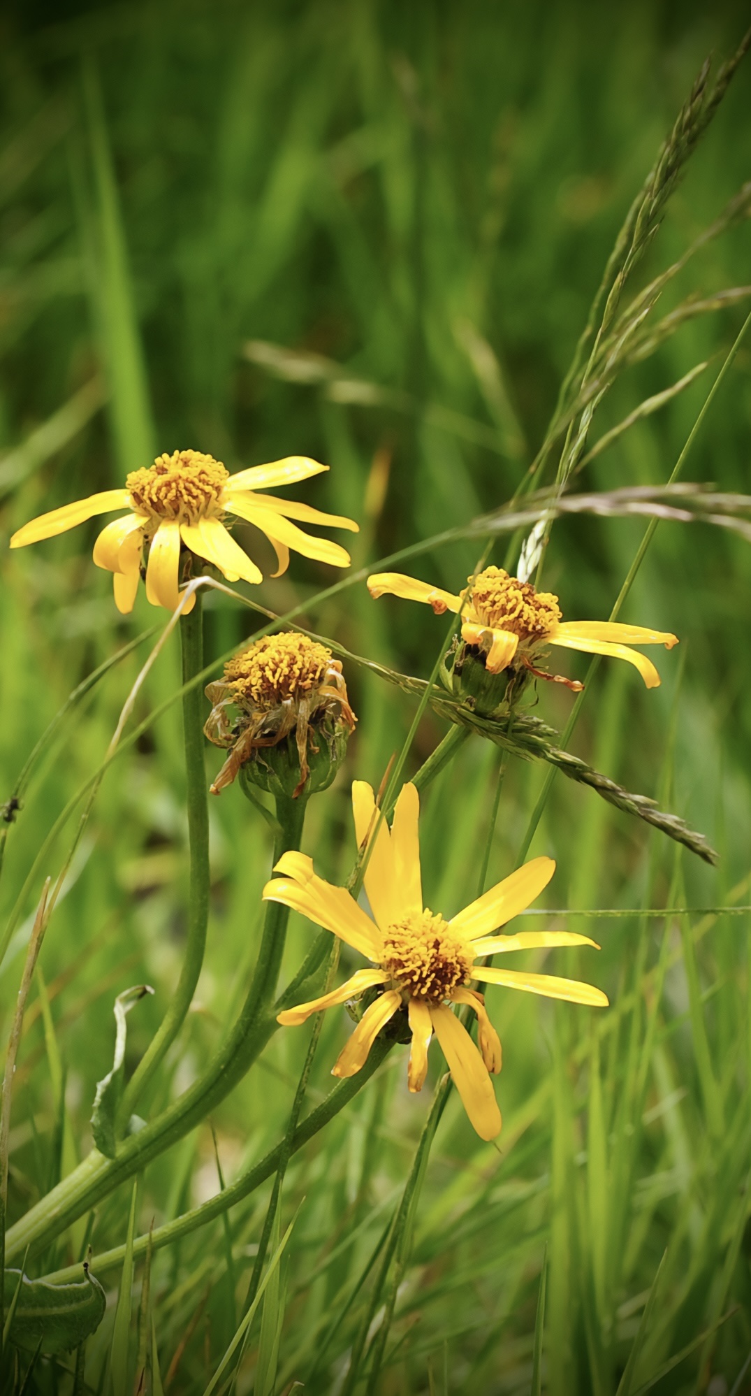 Arnica montana