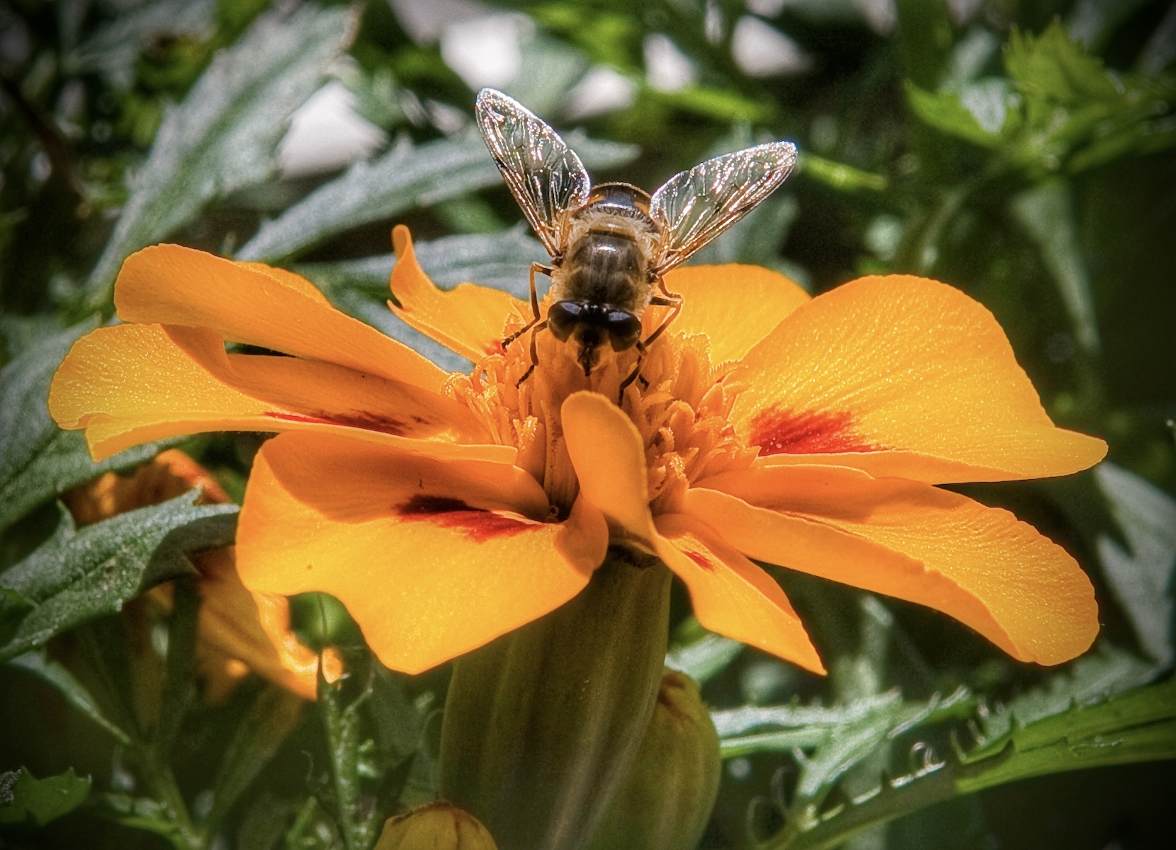 Eristalis Tenax